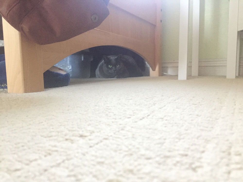 Kitkat under the bed