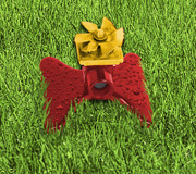 Check watering restrictions in your area.